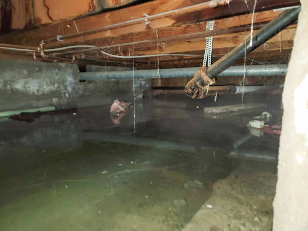Best Water damage cleanup near me  in Manhattan Beach, CA